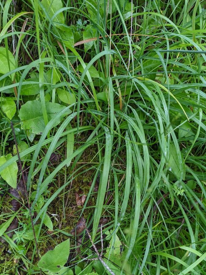 Anthericum ramosum leaf