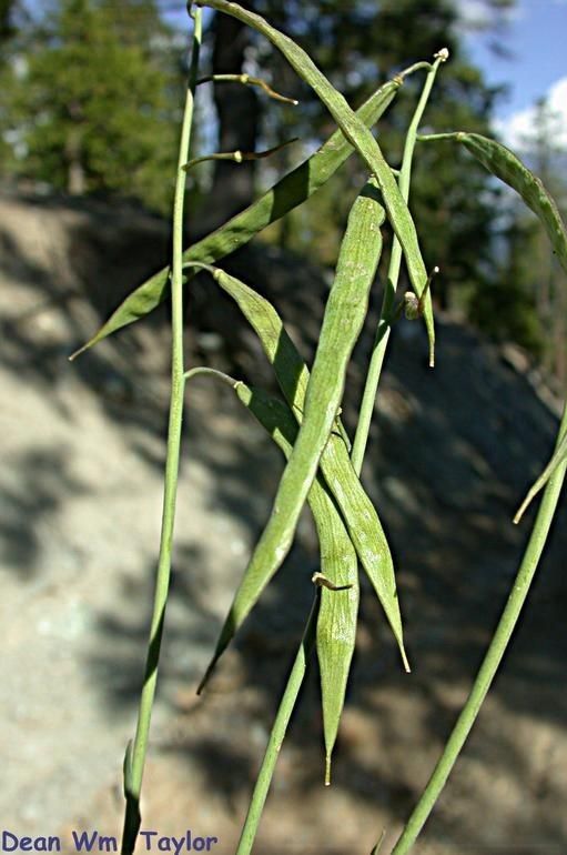 Boechera constancei — related species from the same genus