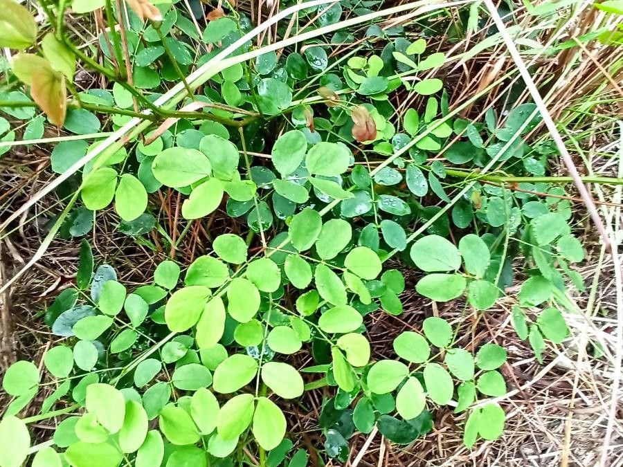 Mimosa ceratonia habit