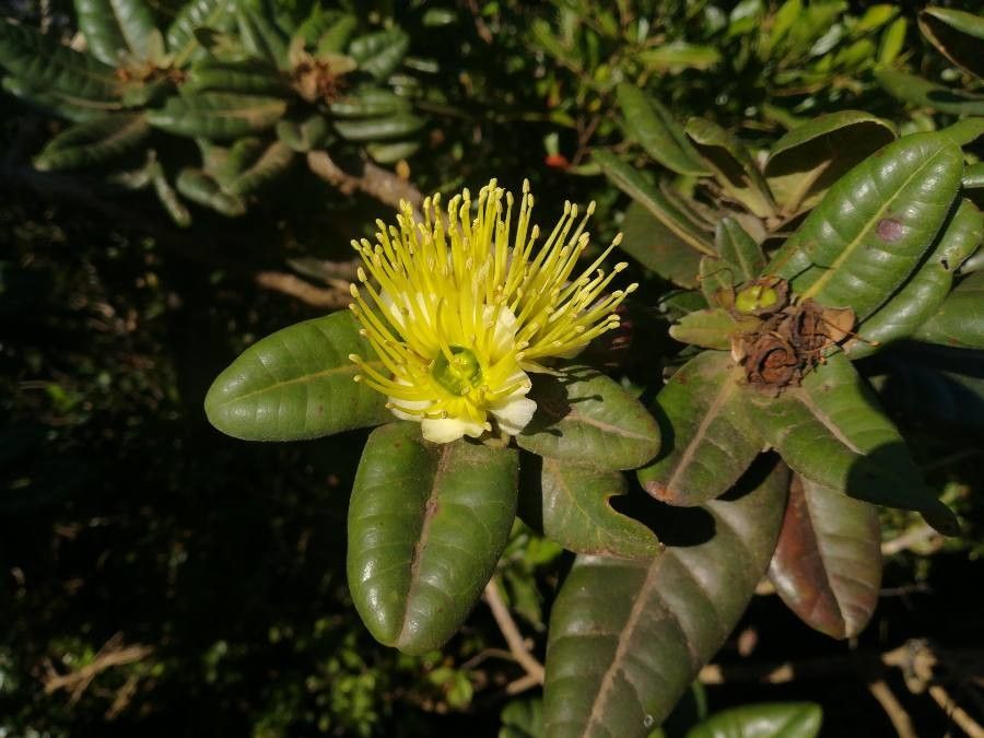 Xanthostemon macrophyllus flower