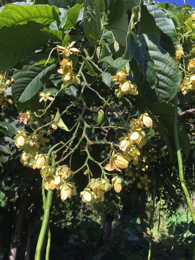 Senna papillosa flower