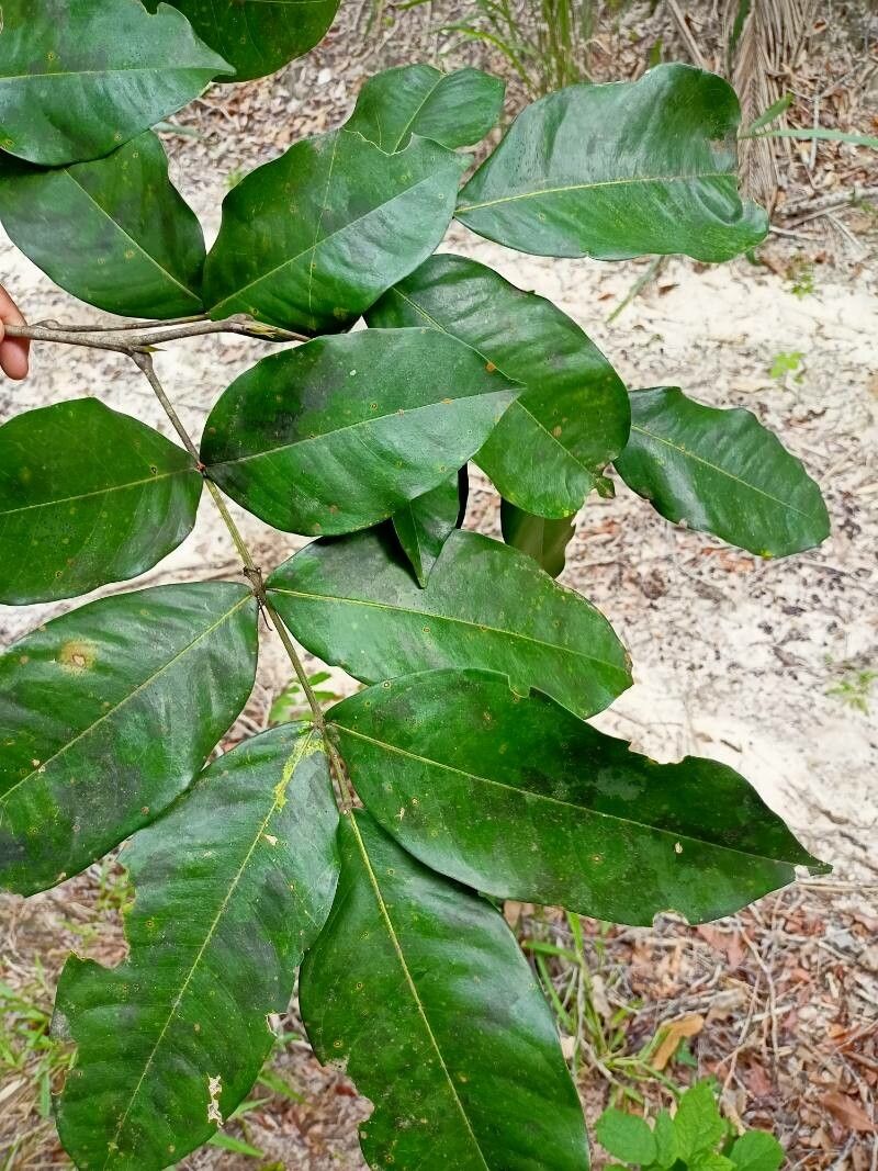 Swartzia apetala — related species from the same genus