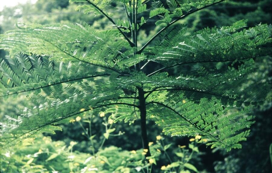 Sphaeropteris novaecaledoniae — search result for 'Sphaeropteris'