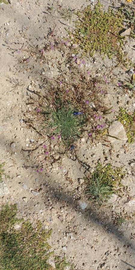 Gilia tenuiflora — search result for 'Gilia'
