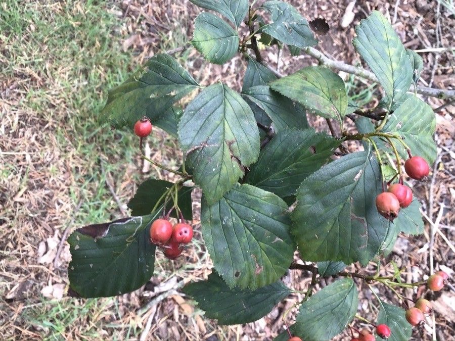 Crataegus succulenta — search result for 'Crataegus'