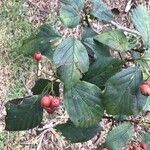 Crataegus succulenta
