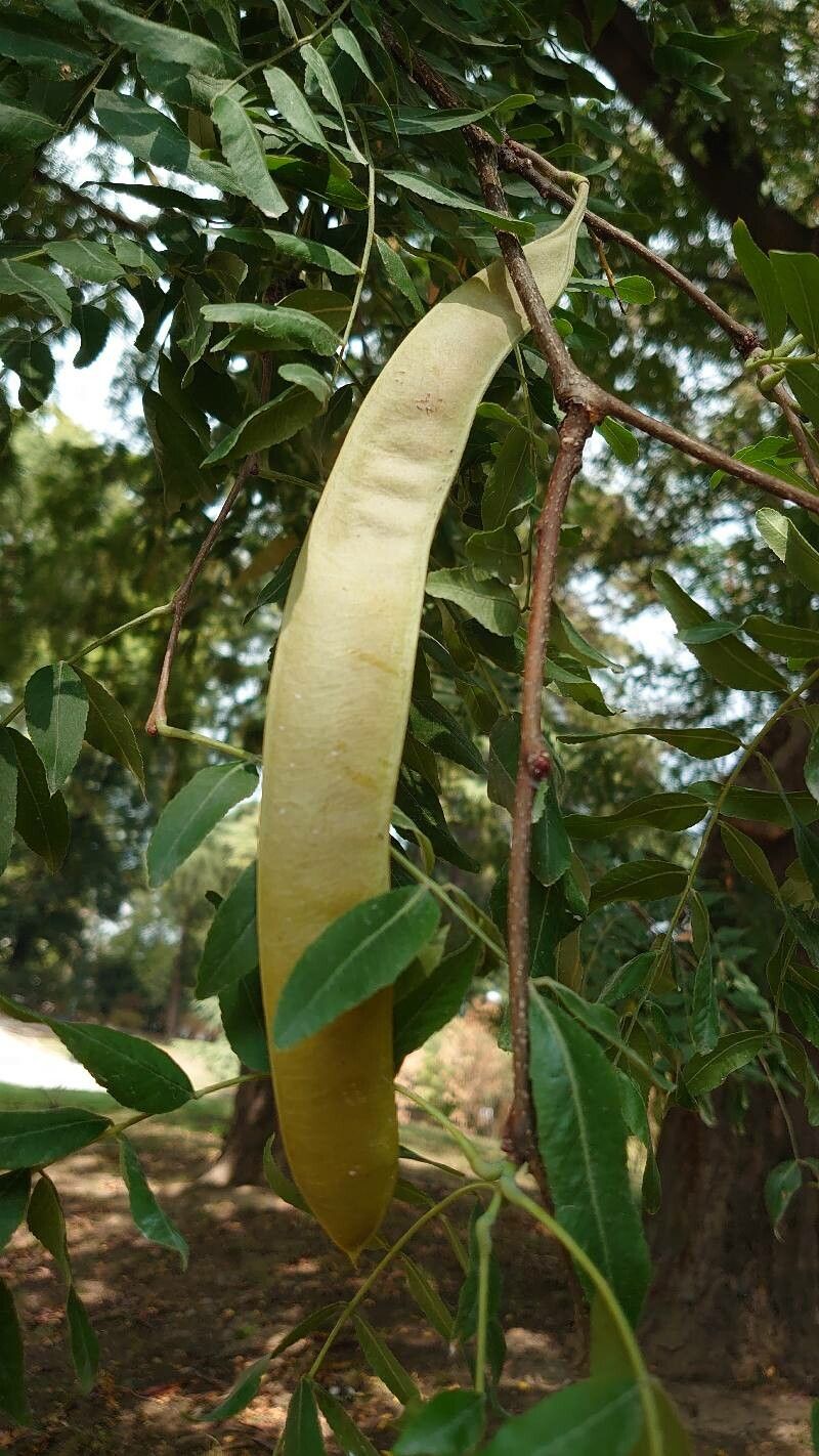 Kirkia acuminata fruit