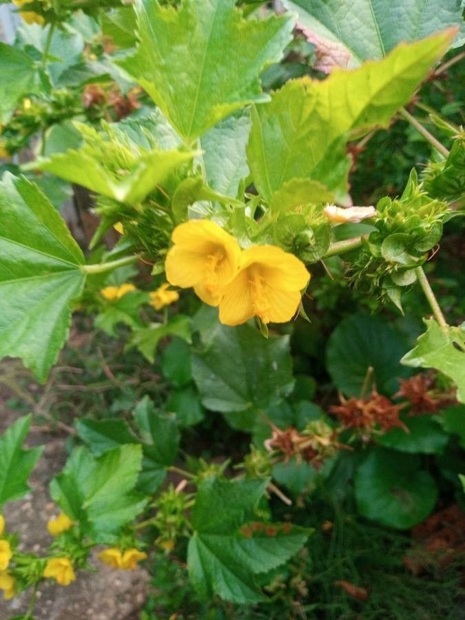 Malachra alceifolia flower