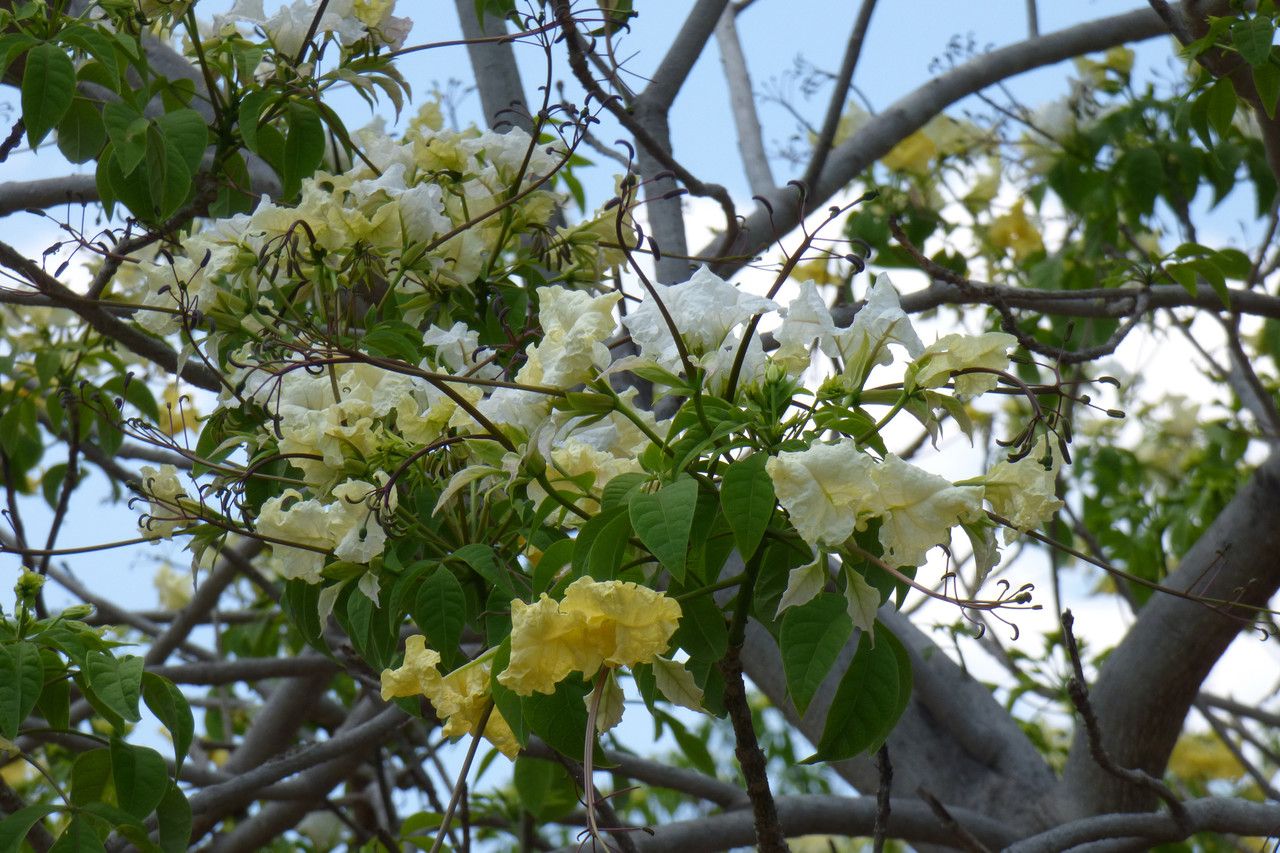 Cladostemon kirkii — search result for 'Zimbabwe'