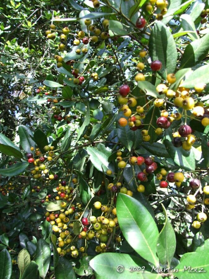 Myrcia brasiliensis fruit