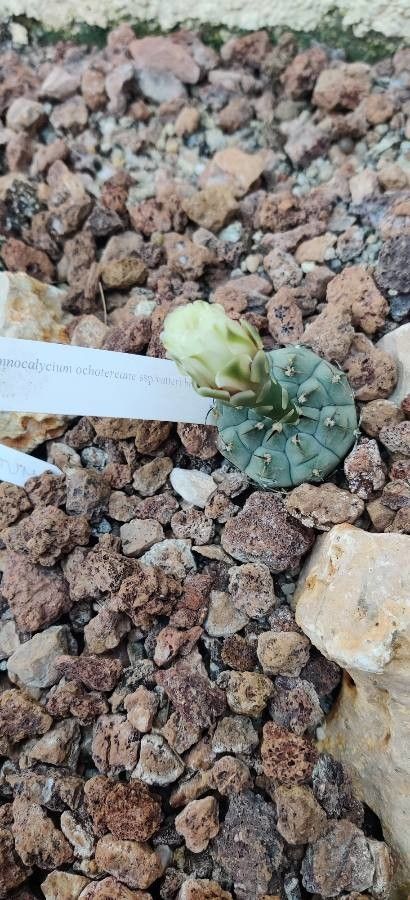Gymnocalycium ochoterenae flower