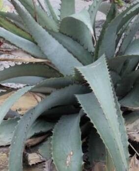 Deuterocohnia brevispicata — related species from the same genus