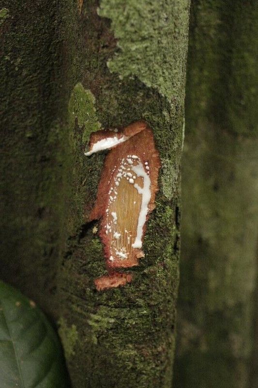 Pouteria coriacea other