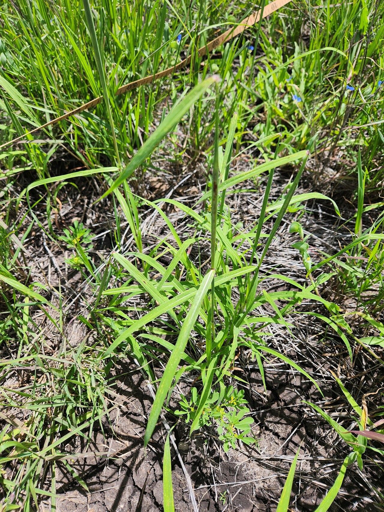 Sarga purpureosericea leaf