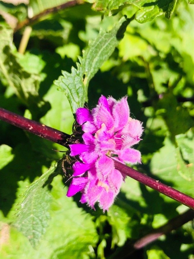 Phlomoides tuberosa flower