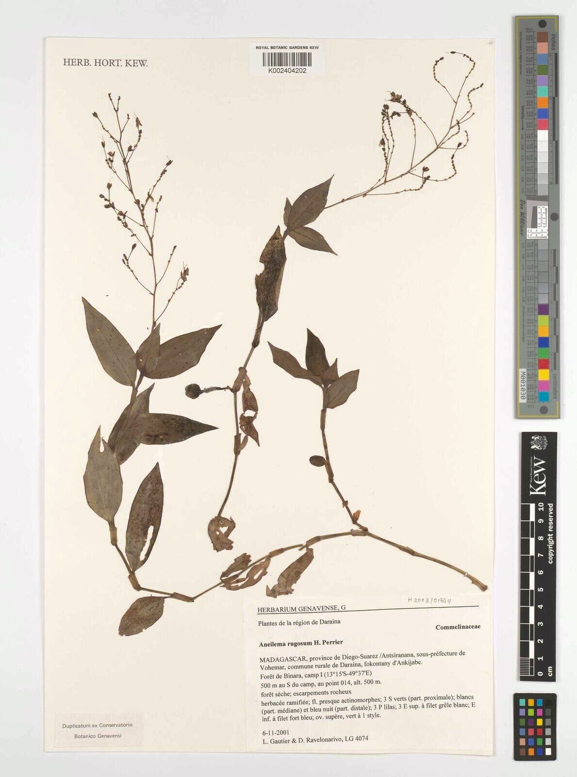 Rhopalephora rugosa — related species from the same genus