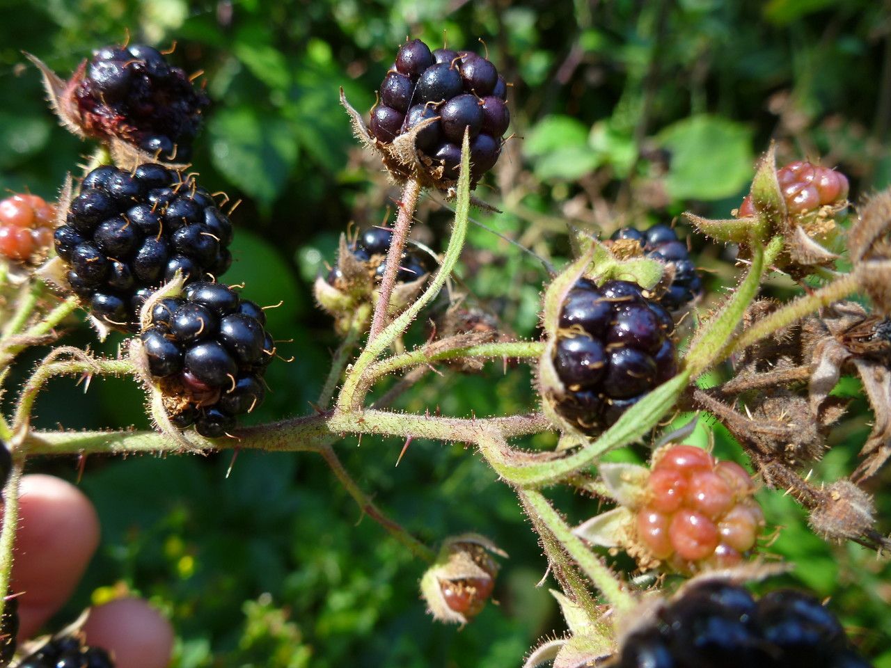 Rubus tereticaulis fruit