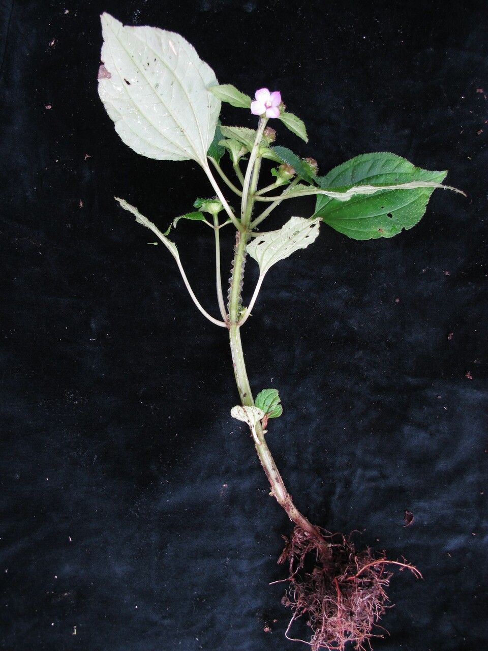 Sarcopyramis napalensis habit