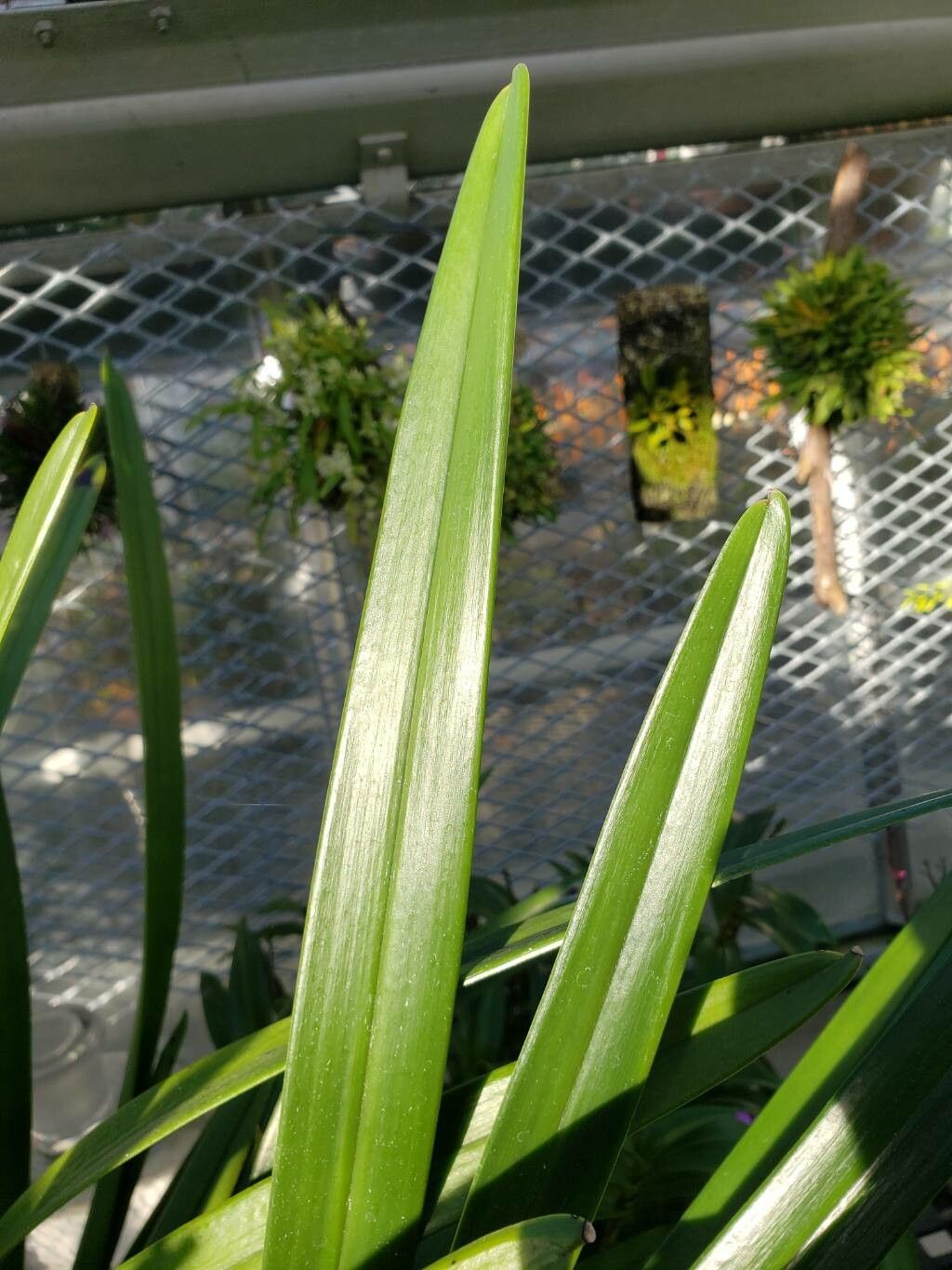 Cymbidium atropurpureum — related species from the same genus