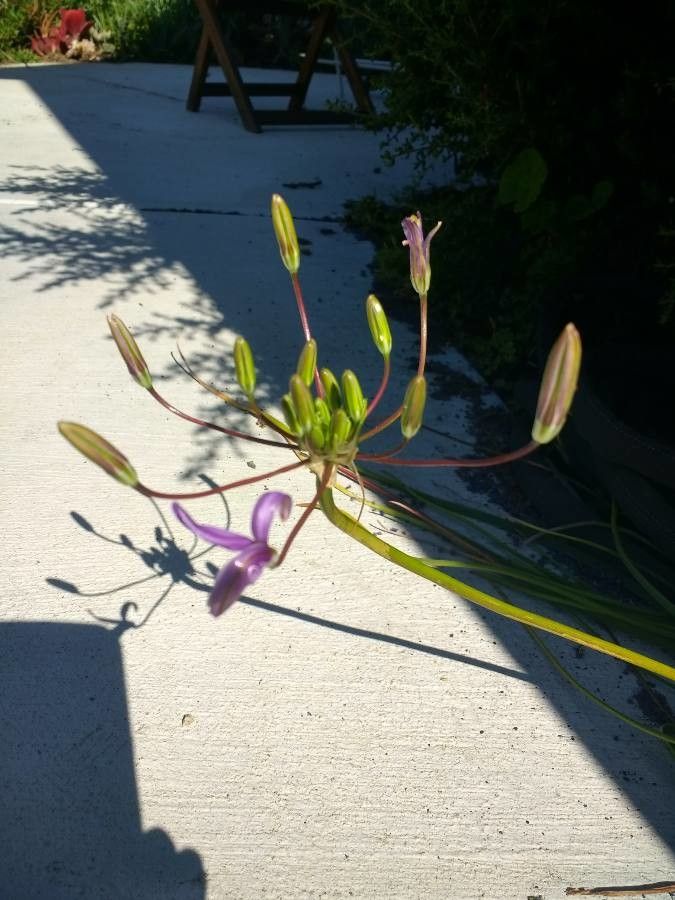 Brodiaea appendiculata flower