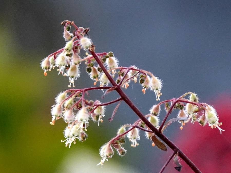 Holodiscus discolor flower