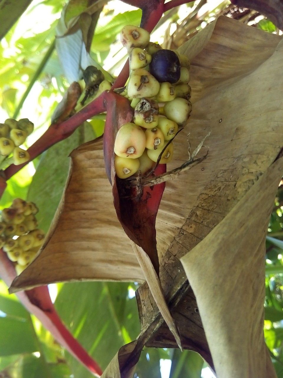 Heliconia stricta fruit