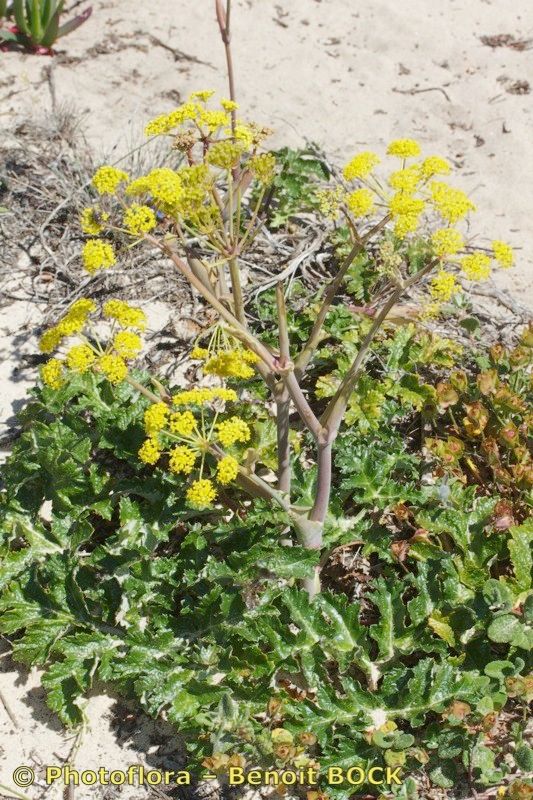 Thapsia nitida habit