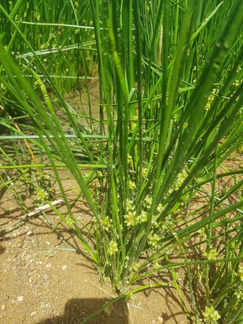 Schoenoplectiella senegalensis — houseplant care guide