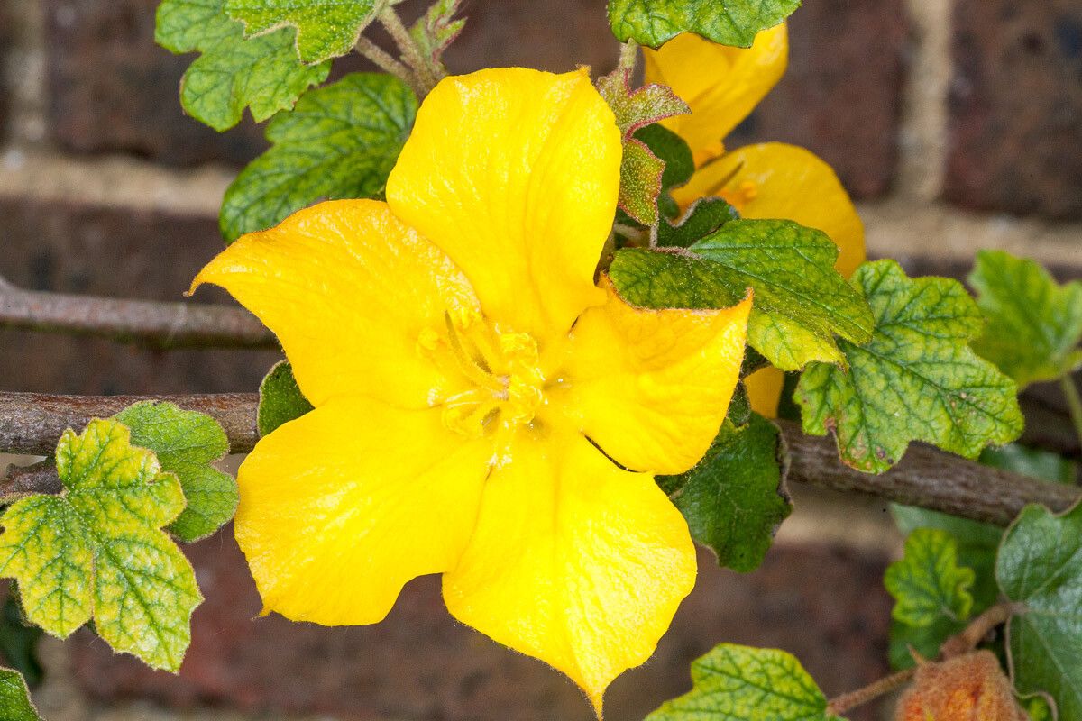 Fremontodendron californicum flower