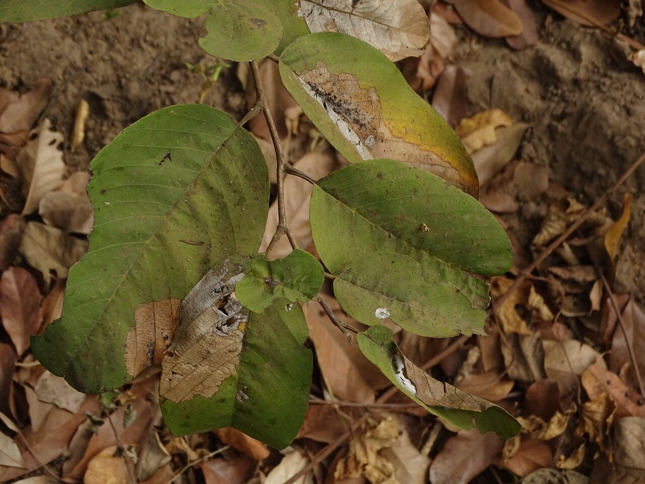Annona senegalensis leaf