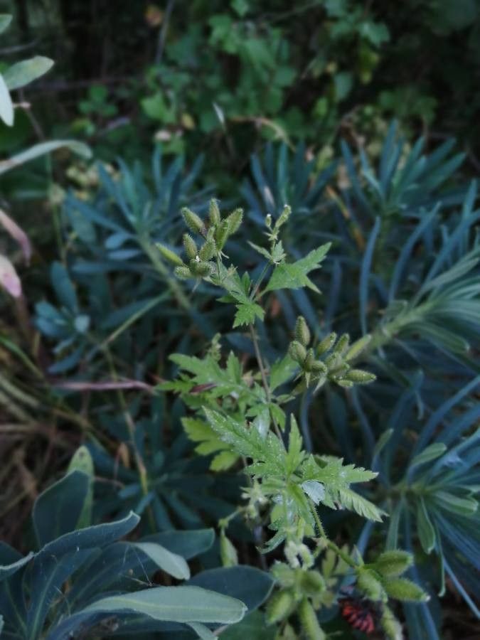 Chaerophyllum nodosum fruit