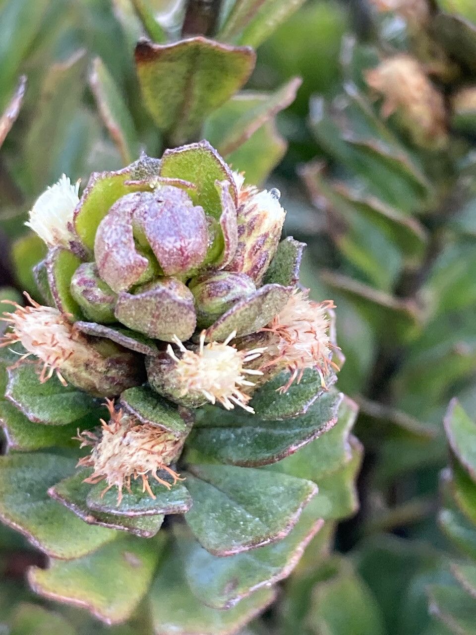 Baccharis tricuneata flower
