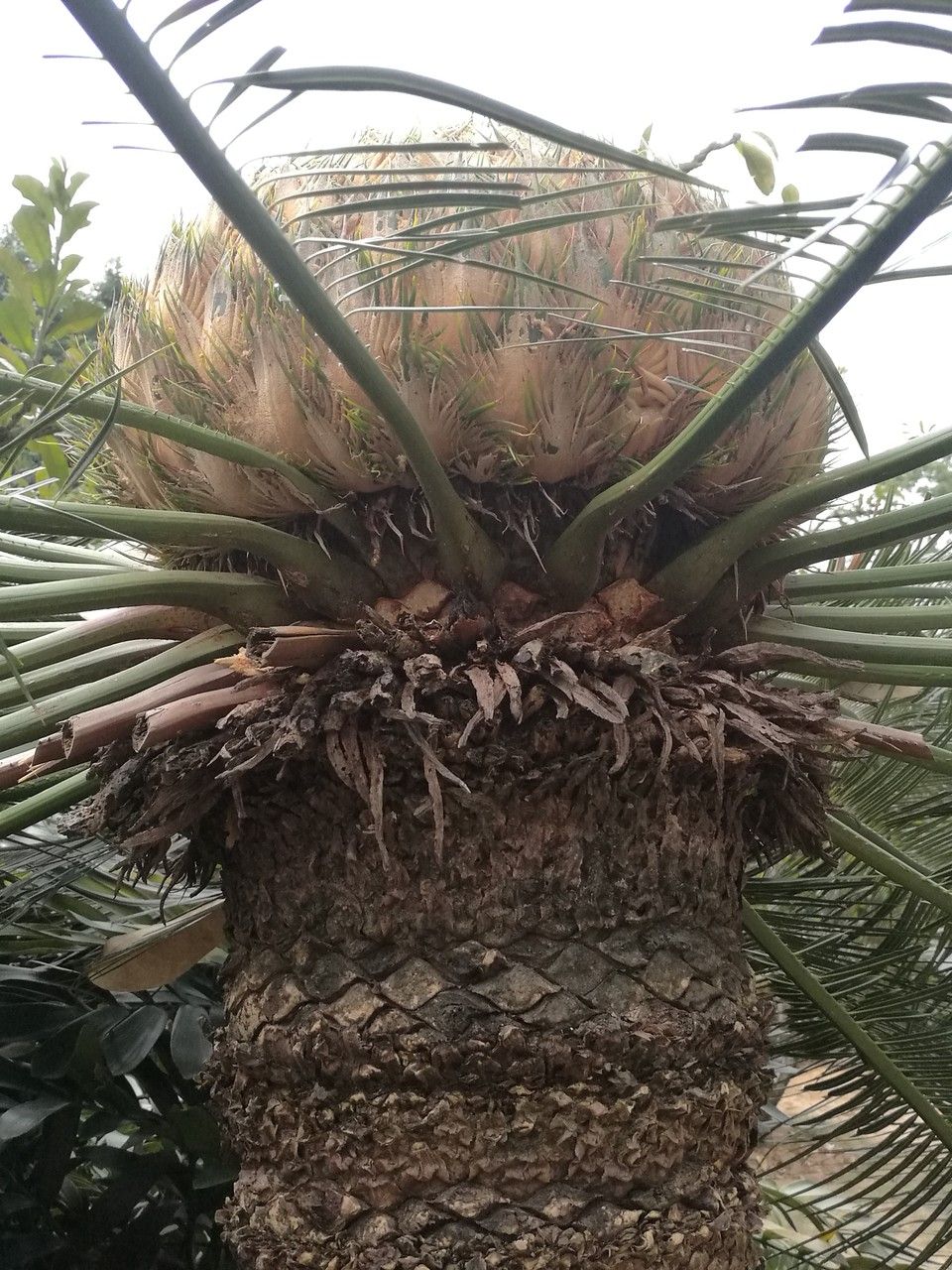 Cycas pectinata flower