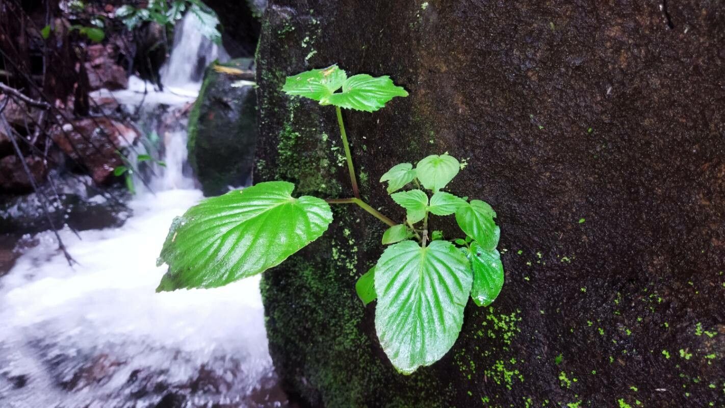 Epithema carnosum habit