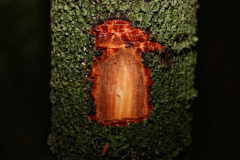 Cupania rubiginosa other