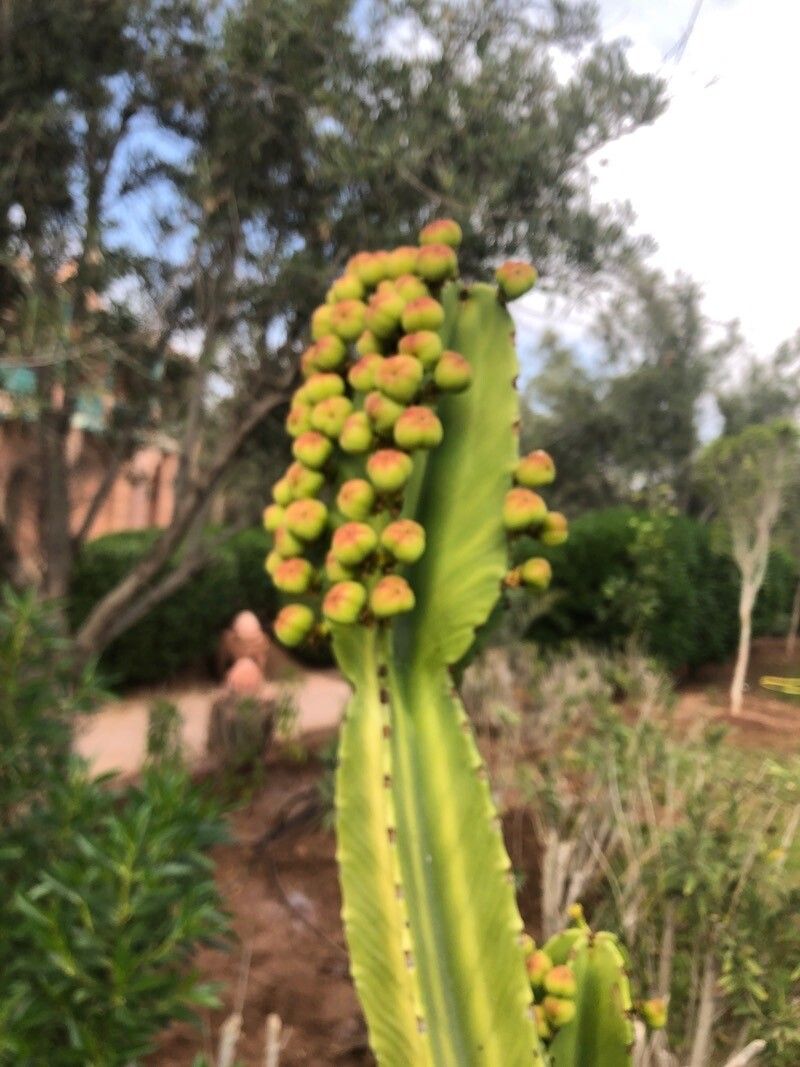 Euphorbia murielii fruit