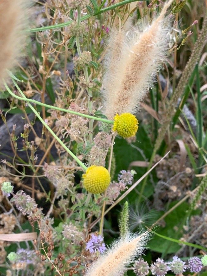Helenium puberulum flower