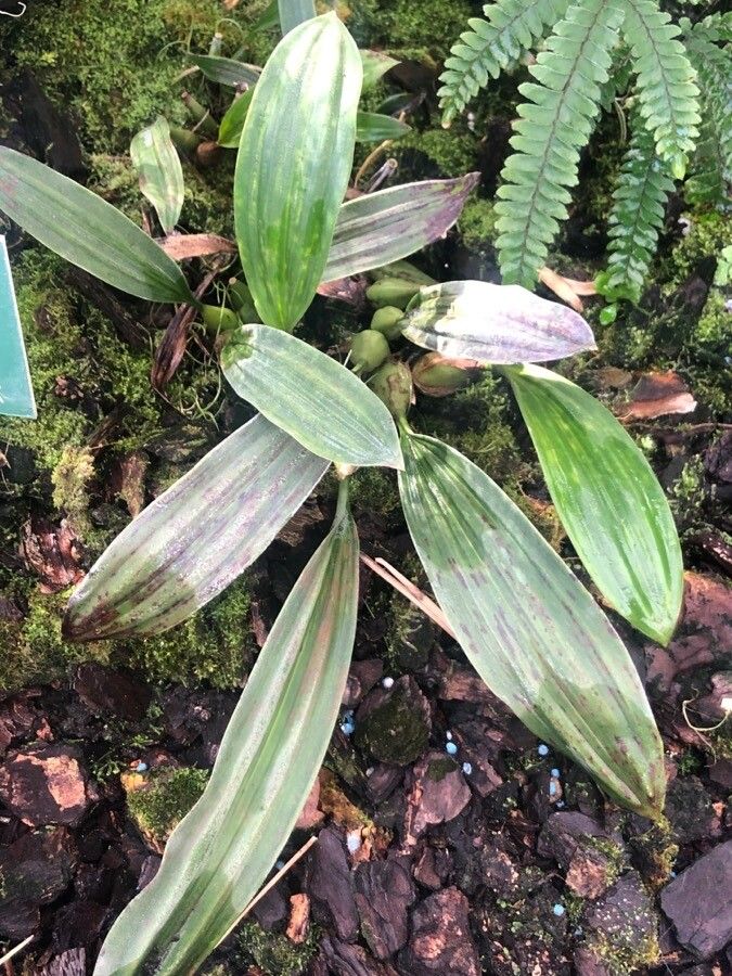 Pholidota imbricata — search result for 'and southwest Asia'