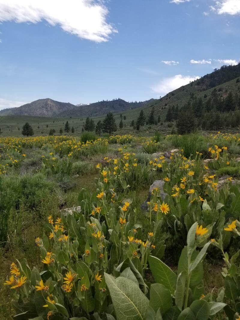 Wyethia mollis — houseplant care guide