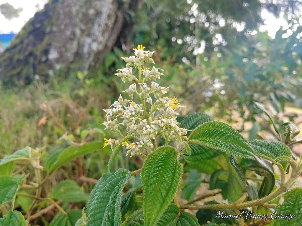 Leandra subseriata — search result for 'Melastomataceae'