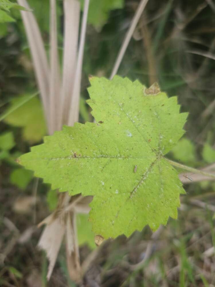Kosteletzkya adoensis leaf