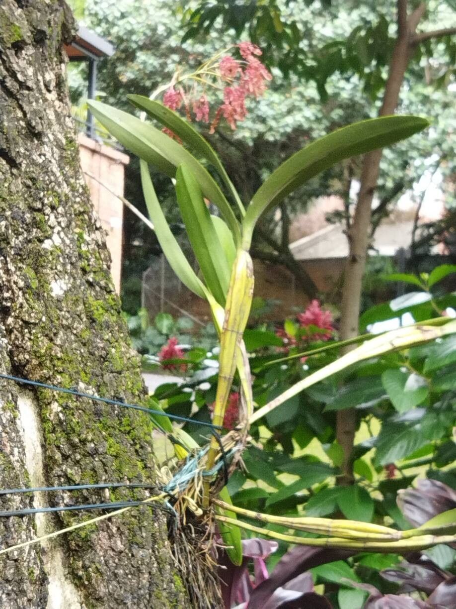 Laelia gloriosa — houseplant care guide