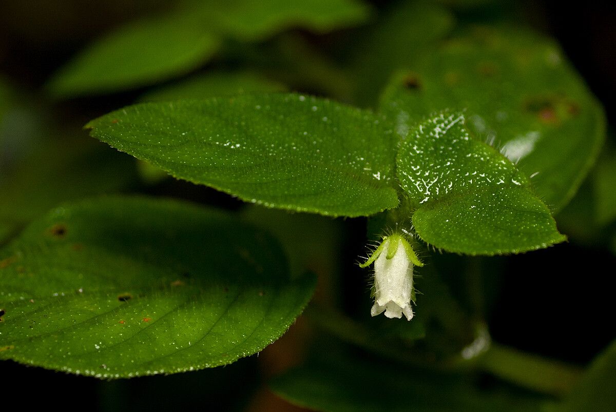 Streptocarpus kamerunensis — search result for 'Streptocarpus'