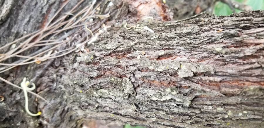 Grevillea leucopteris bark