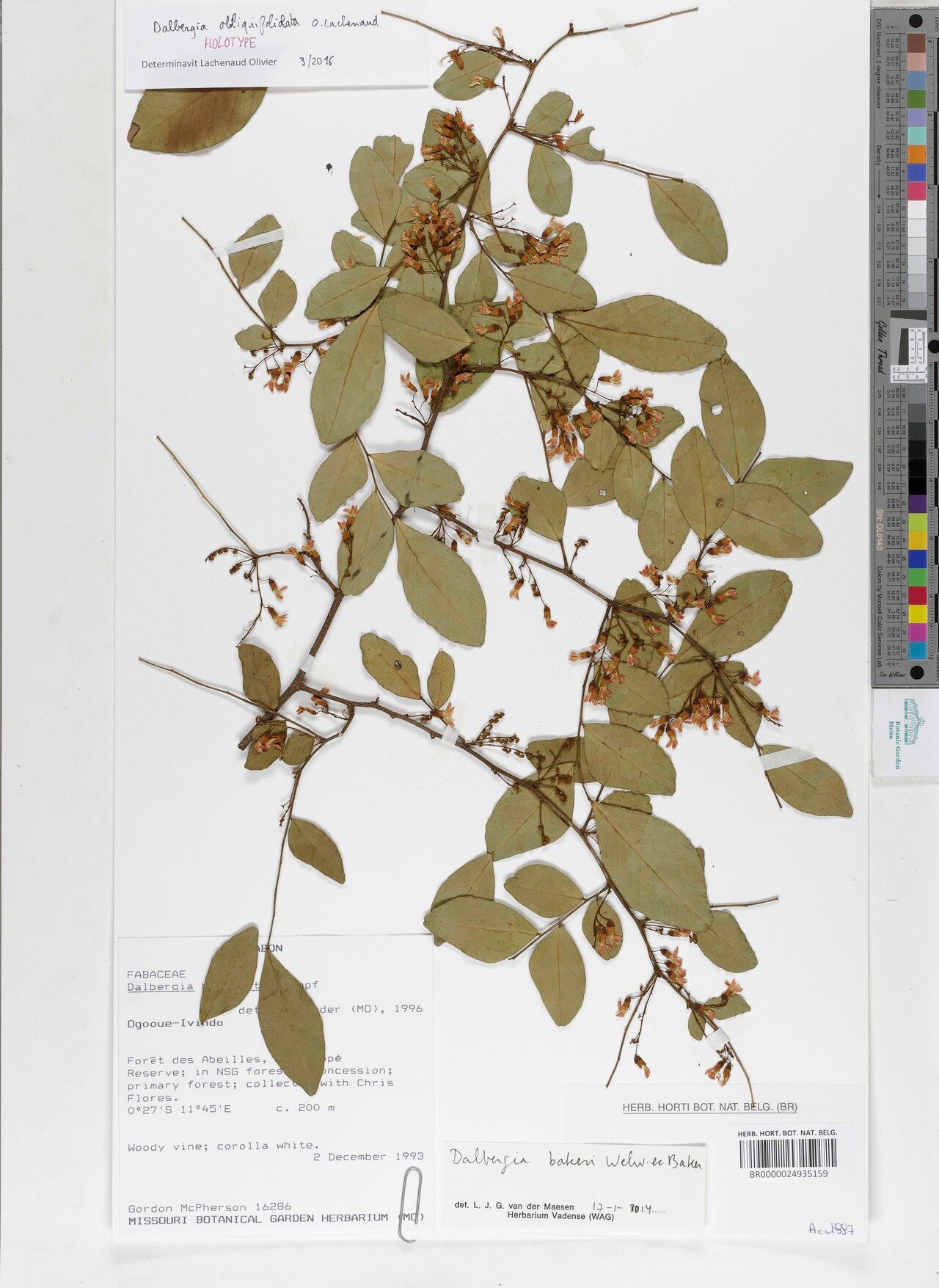 Dalbergia obliquifoliolata — houseplant care guide