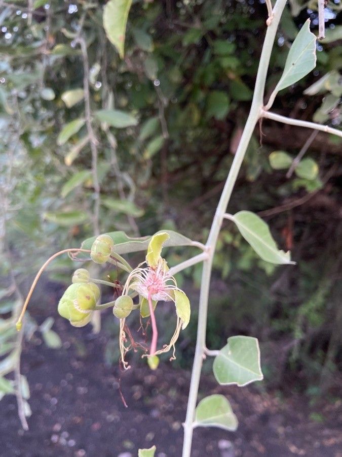 Capparis tomentosa fruit
