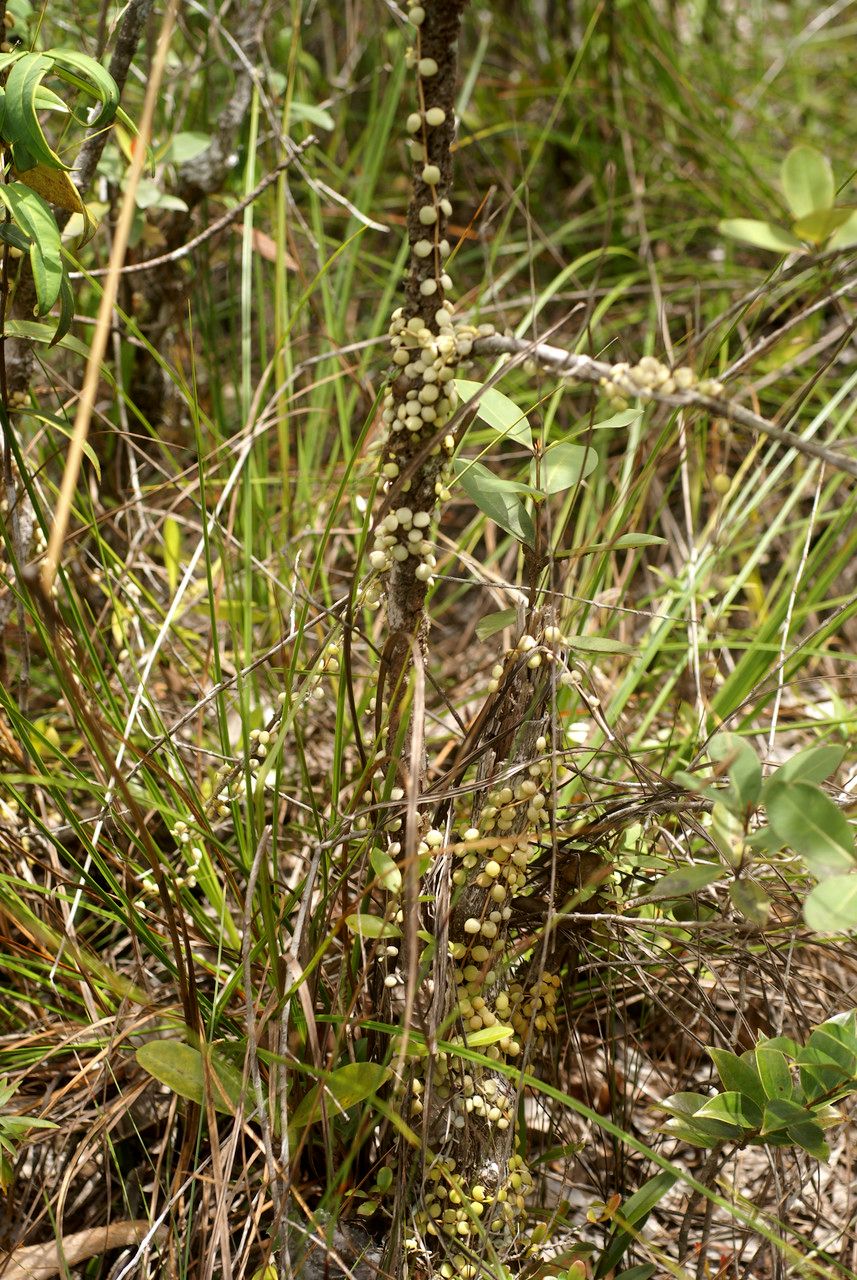 Dischidia vidalii habit