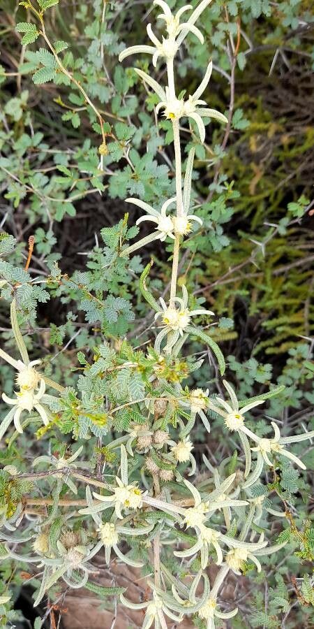 Alternanthera nodifera habit