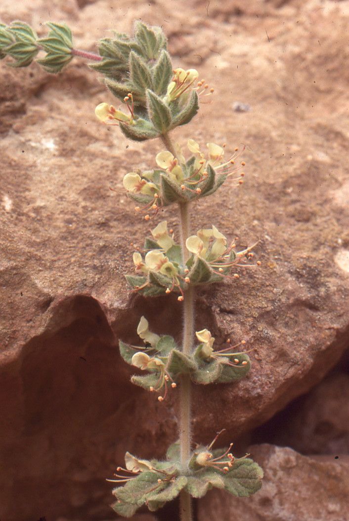Teucrium resupinatum habit