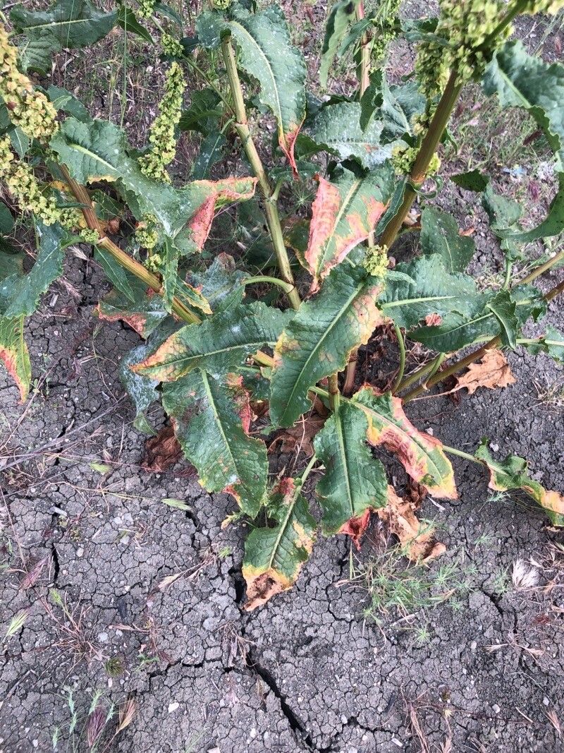 Rumex cristatus leaf